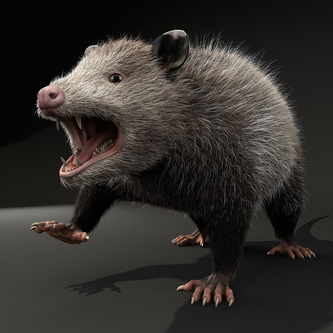 possum fur rigged 3d max https://p.turbosquid.com/ts-thumb/aW/uDHVnF/Qb3pUyZR/possumvrayfurrigged_8/jpg/1414161241/1920x1080/fit_q87/0f0f45d2d6038e207d7624fd3c683d6e29e7ffc1/possumvrayfurrigged_8.jpg