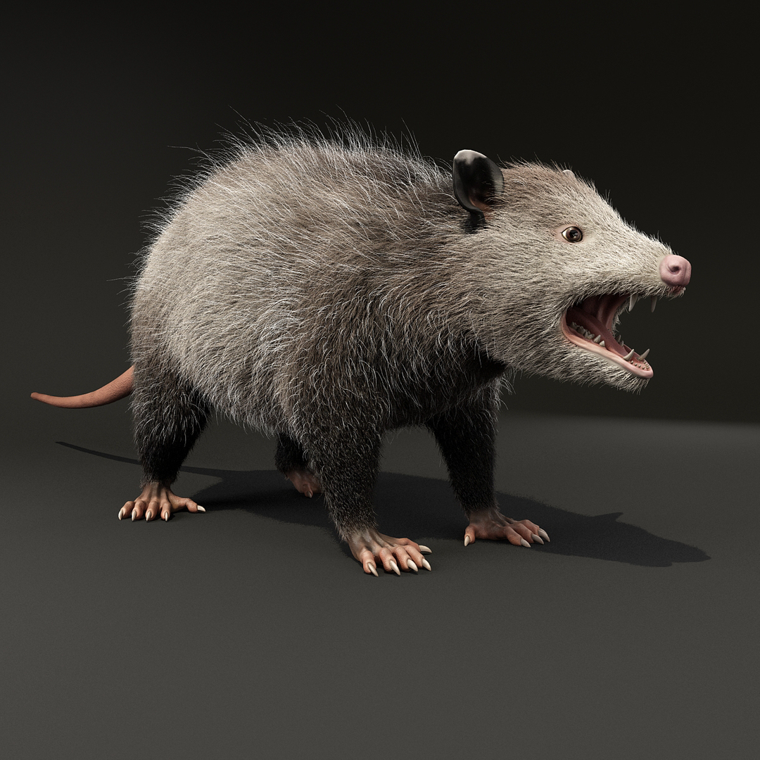 possum fur rigged 3d max https://p.turbosquid.com/ts-thumb/aW/uDHVnF/YBsjkERS/turntablefile_360/jpg/1414161196/1920x1080/turn_fit_q99/8664771b51e68e8e1f6ab5d62f11e06e38208f5f/turntablefile_360-1.jpg