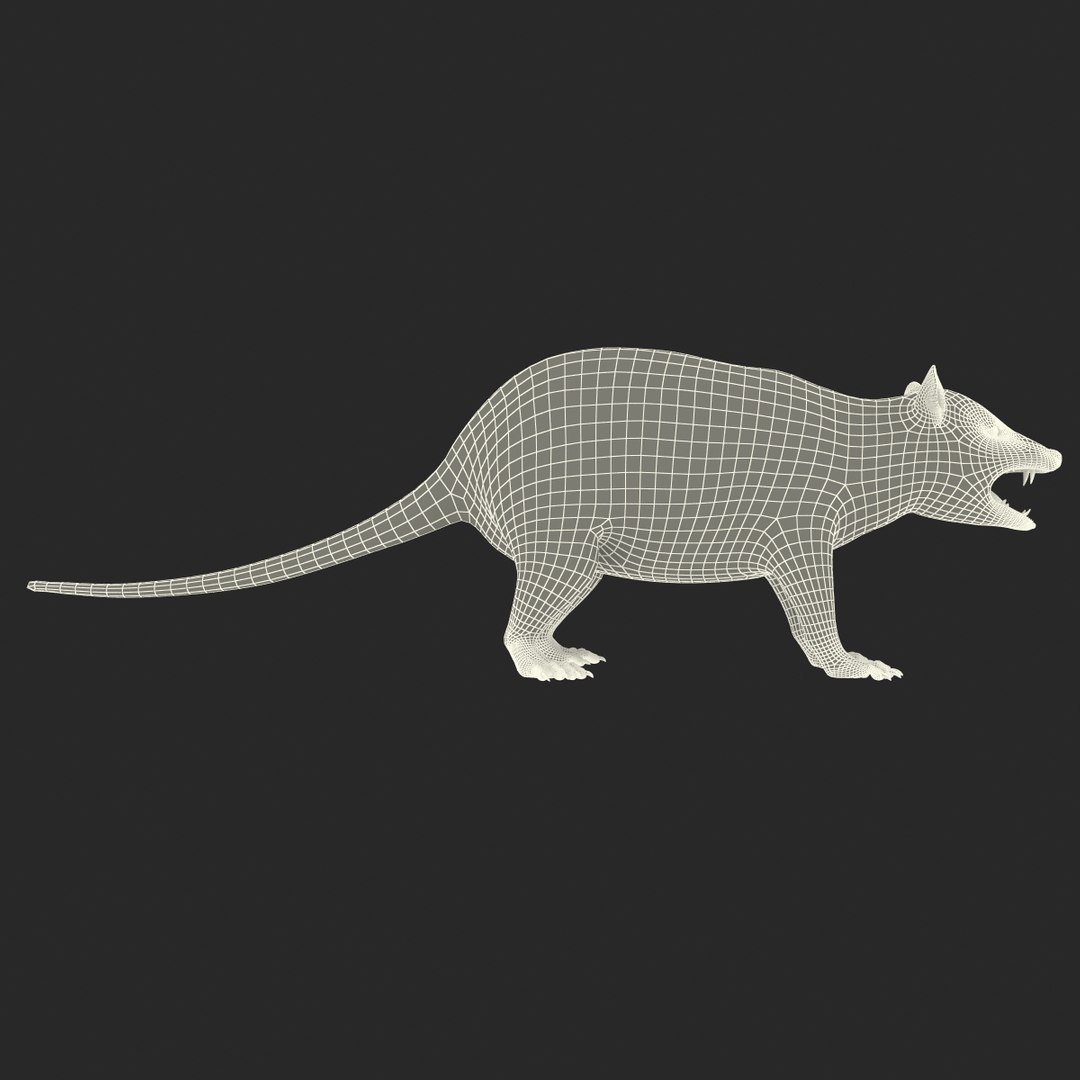 possum fur rigged 3d max https://p.turbosquid.com/ts-thumb/aW/uDHVnF/a9wMl1X4/possumvrayfurrigged_235/jpg/1414161726/1920x1080/fit_q87/1cb1c3af79ca4cf7bf184acc4994e6c8b6b65114/possumvrayfurrigged_235.jpg