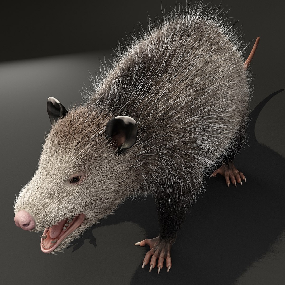 possum fur rigged 3d max https://p.turbosquid.com/ts-thumb/aW/uDHVnF/abdw1wVe/possumvrayfurrigged_9/jpg/1414161237/1920x1080/fit_q87/6d4ed30b087d138cd16af92e03fbd73348b1d880/possumvrayfurrigged_9.jpg