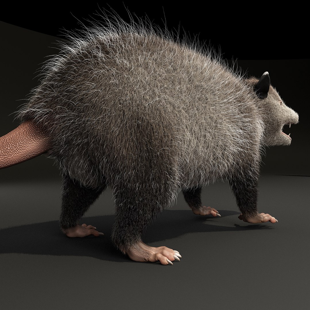 possum fur rigged 3d max https://p.turbosquid.com/ts-thumb/aW/uDHVnF/dO2GMrti/possumvrayfurrigged_17/jpg/1414161256/1920x1080/fit_q87/0438dc7d027b0cdf3ddfd92796d7e4a00225c1a7/possumvrayfurrigged_17.jpg