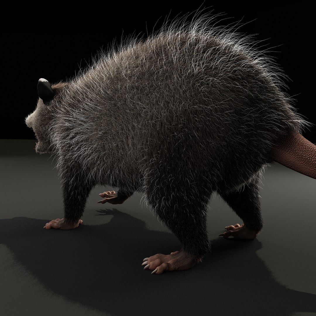 possum fur rigged 3d max https://p.turbosquid.com/ts-thumb/aW/uDHVnF/hNCnBMca/possumvrayfurrigged_11/jpg/1414161178/1920x1080/fit_q87/975ff3ce577d51254f6e89ad66db02f6b3d64d45/possumvrayfurrigged_11.jpg