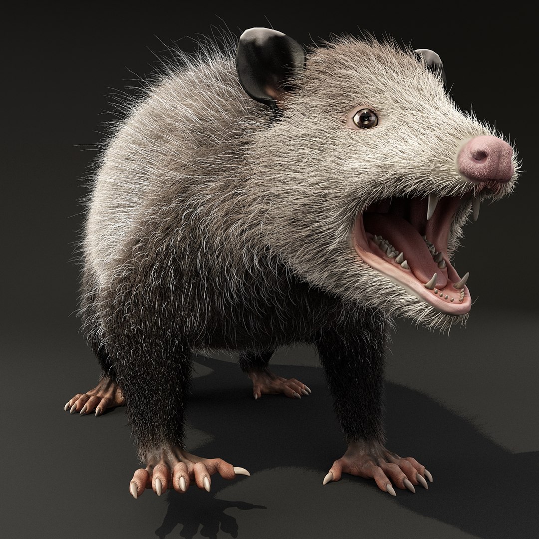 possum fur rigged 3d max https://p.turbosquid.com/ts-thumb/aW/uDHVnF/sIikPHnB/possumvrayfurrigged_5/jpg/1414161233/1920x1080/fit_q87/8eeaeaa00c4a261f0063587f8083086a69127ba4/possumvrayfurrigged_5.jpg