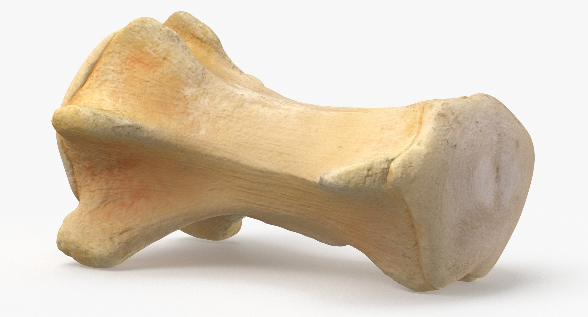 3D Kangaroo Red Necked Wallaby Caudal Vertebrae Cd3 https://p.turbosquid.com/ts-thumb/aX/1IgFPM/1q/0000/jpg/1683909083/1920x1080/turn_fit_q99/16f792d1141be659130dc0acd054420716436e45/0000-1.jpg