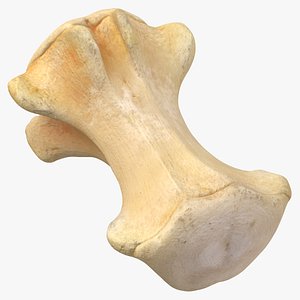 3D Kangaroo Red Necked Wallaby Caudal Vertebrae Cd3