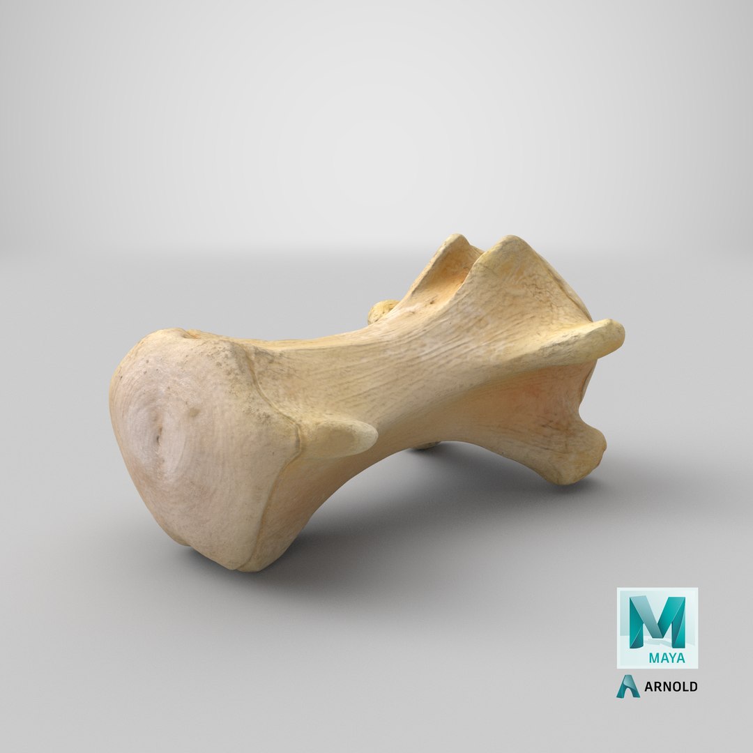 3D Kangaroo Red Necked Wallaby Caudal Vertebrae Cd3 https://p.turbosquid.com/ts-thumb/aX/1IgFPM/j6/stemcell_maya_arnold_render/png/1684473070/1920x1080/fit_q87/01632dcea9055bb6231684c2d54815a010e5ec96/stemcell_maya_arnold_render.jpg