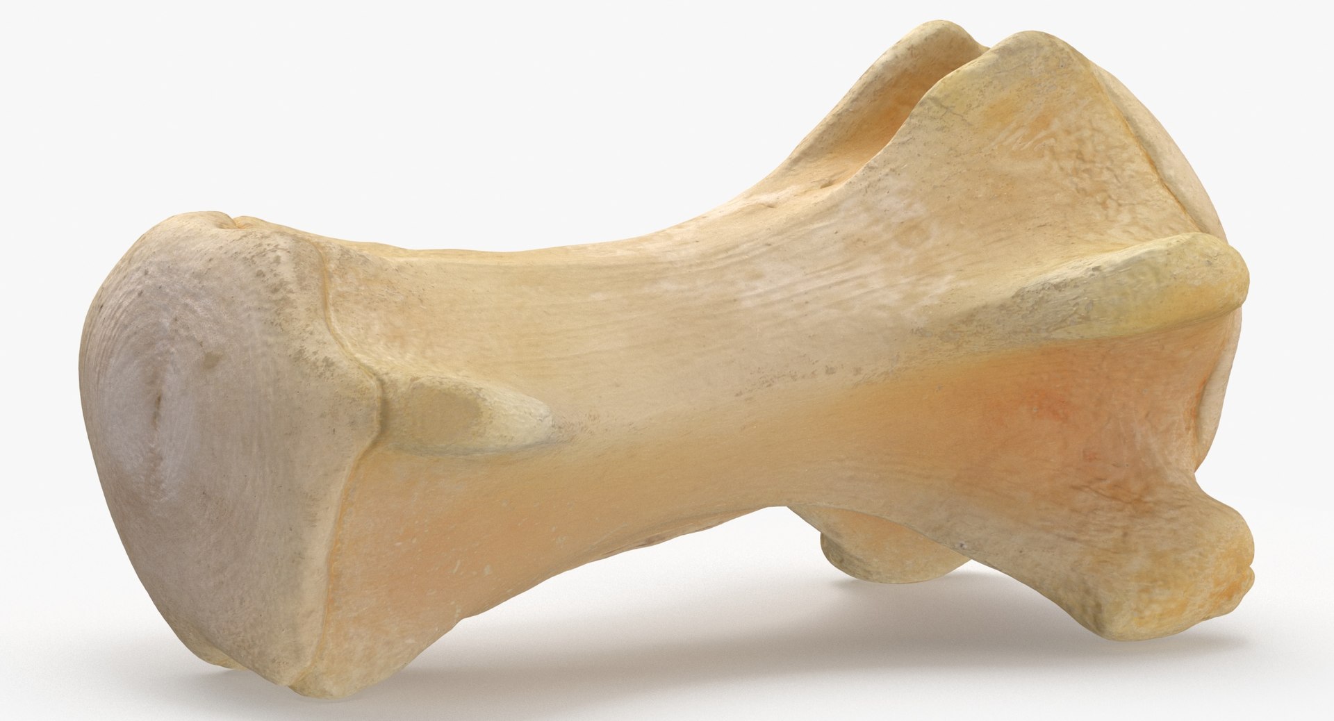 3D Kangaroo Red Necked Wallaby Caudal Vertebrae Cd3 https://p.turbosquid.com/ts-thumb/aX/1IgFPM/rV/kangaroo_red_necked_wallaby_caudal_vertebrae_cd3_thumbnail_0004/jpg/1683909168/1920x1080/fit_q87/a3ae1faad08ca61a09965f80d4e2f4b17574ba26/kangaroo_red_necked_wallaby_caudal_vertebrae_cd3_thumbnail_0004.jpg