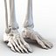 3ds human male lower body skeleton