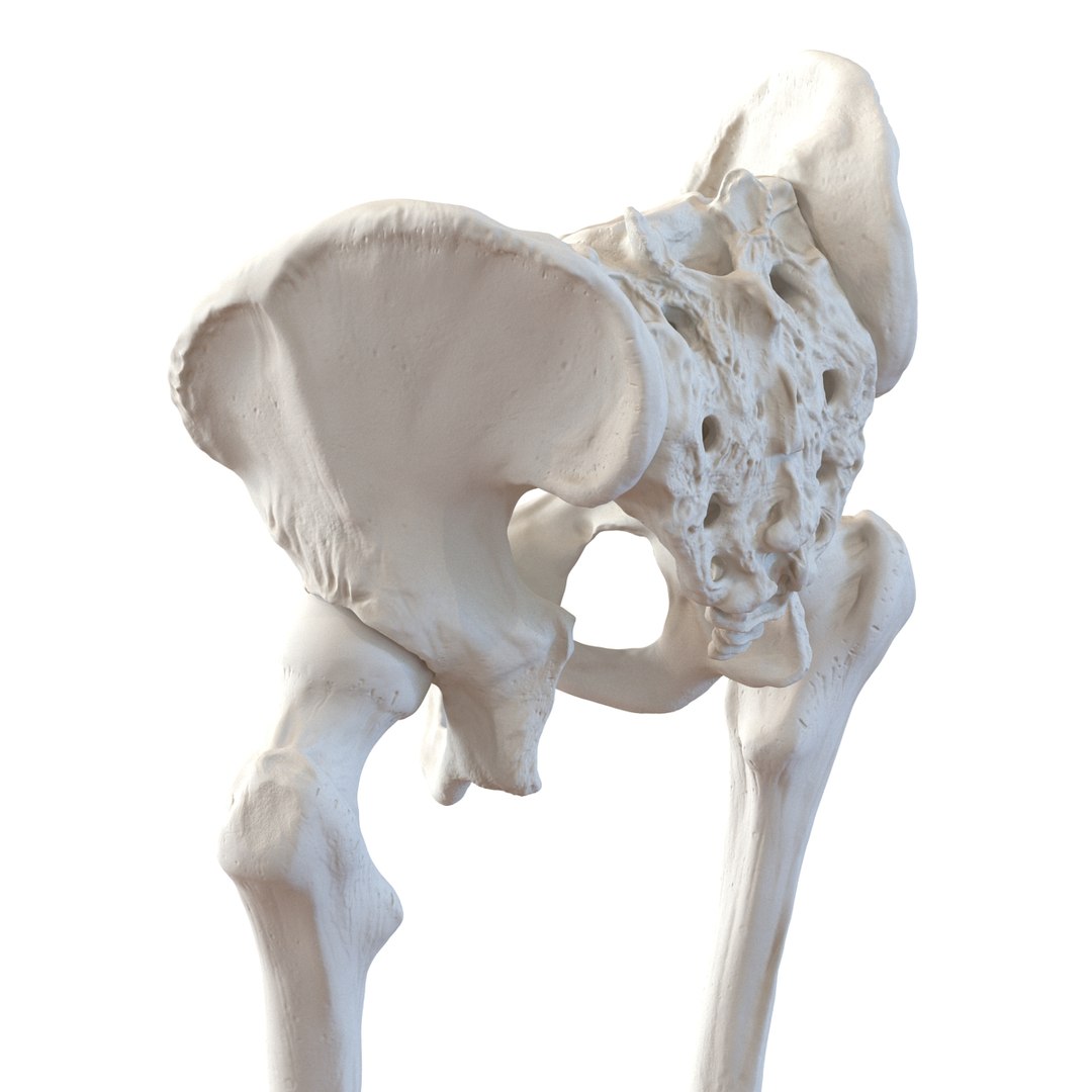 3ds human male lower body skeleton https://p.turbosquid.com/ts-thumb/aX/2V4Qf0/85E5vK5d/humanmalelowerbodyskeleton3dmodel14/jpg/1459957670/1920x1080/fit_q87/f157e327e6b8d351452baef344cff06d24965b38/humanmalelowerbodyskeleton3dmodel14.jpg