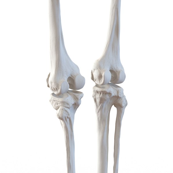 3ds human male lower body skeleton