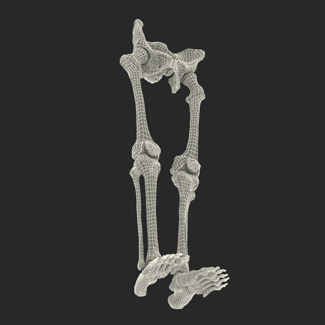3ds human male lower body skeleton https://p.turbosquid.com/ts-thumb/aX/2V4Qf0/HMykBNpF/humanmalelowerbodyskeleton3dmodel33/jpg/1459957672/1920x1080/fit_q87/113ece7c8d506a94be489f3e74a771b4462b22c2/humanmalelowerbodyskeleton3dmodel33.jpg