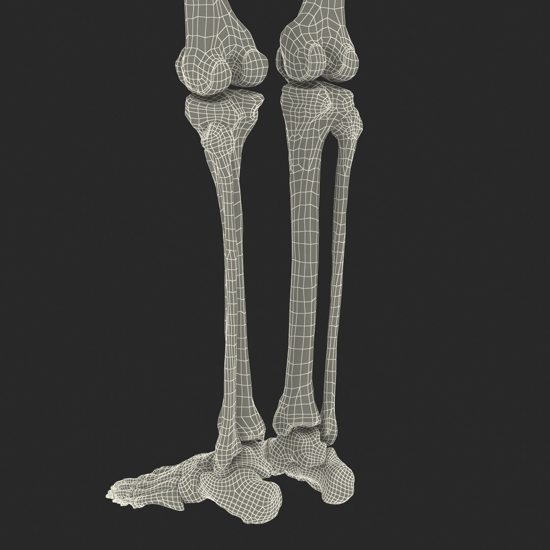 3ds human male lower body skeleton https://p.turbosquid.com/ts-thumb/aX/2V4Qf0/JmZ7eE8g/humanmalelowerbodyskeleton3dmodel39/jpg/1459957672/1920x1080/fit_q87/b0cbccd8a60d0f819523a76e7ae70d4f8829e47e/humanmalelowerbodyskeleton3dmodel39.jpg