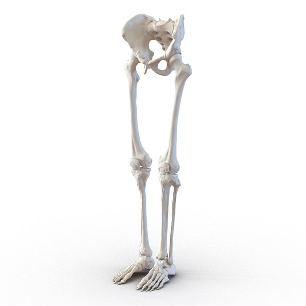 3ds human male lower body skeleton