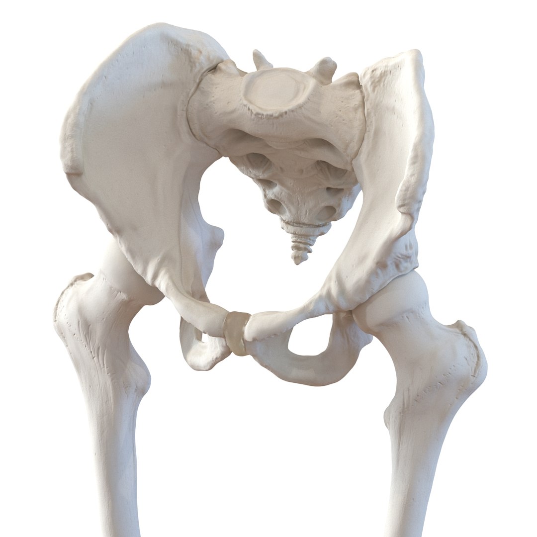 3ds human male lower body skeleton