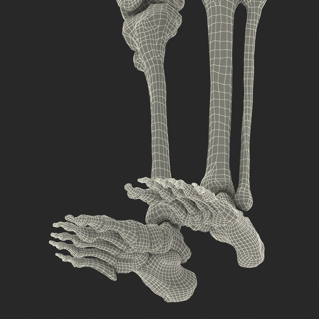3ds human male lower body skeleton https://p.turbosquid.com/ts-thumb/aX/2V4Qf0/YPGs19Ok/humanmalelowerbodyskeleton3dmodel41/jpg/1459957673/1920x1080/fit_q87/497245f86612409d51e465cb62c72fb9510d19ae/humanmalelowerbodyskeleton3dmodel41.jpg