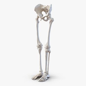 3ds human male lower body skeleton