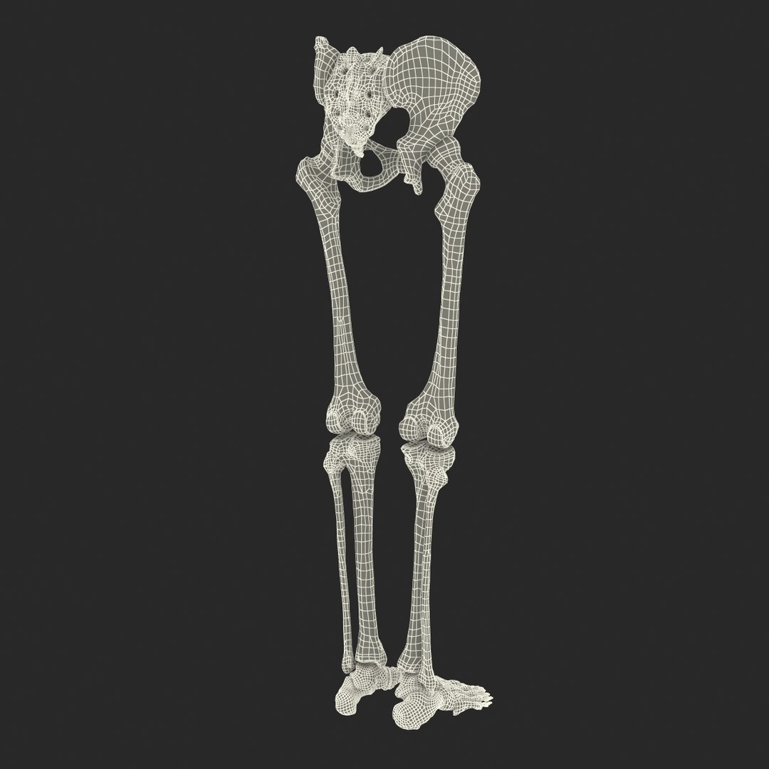 3ds human male lower body skeleton https://p.turbosquid.com/ts-thumb/aX/2V4Qf0/bpNuVWij/humanmalelowerbodyskeleton3dmodel32/jpg/1459957672/1920x1080/fit_q87/a668130b217a1437c6207502927645e7453a6452/humanmalelowerbodyskeleton3dmodel32.jpg