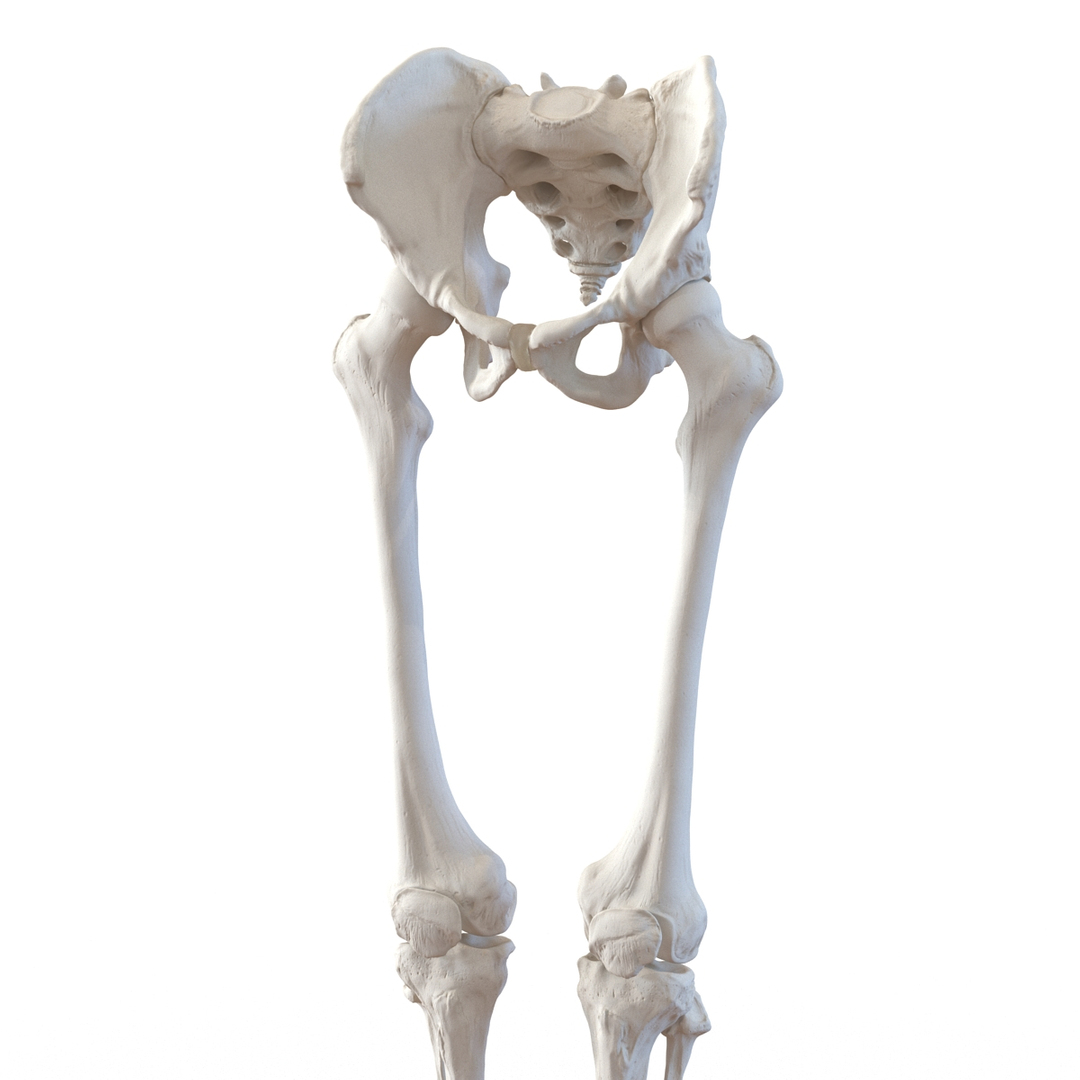 3ds human male lower body skeleton