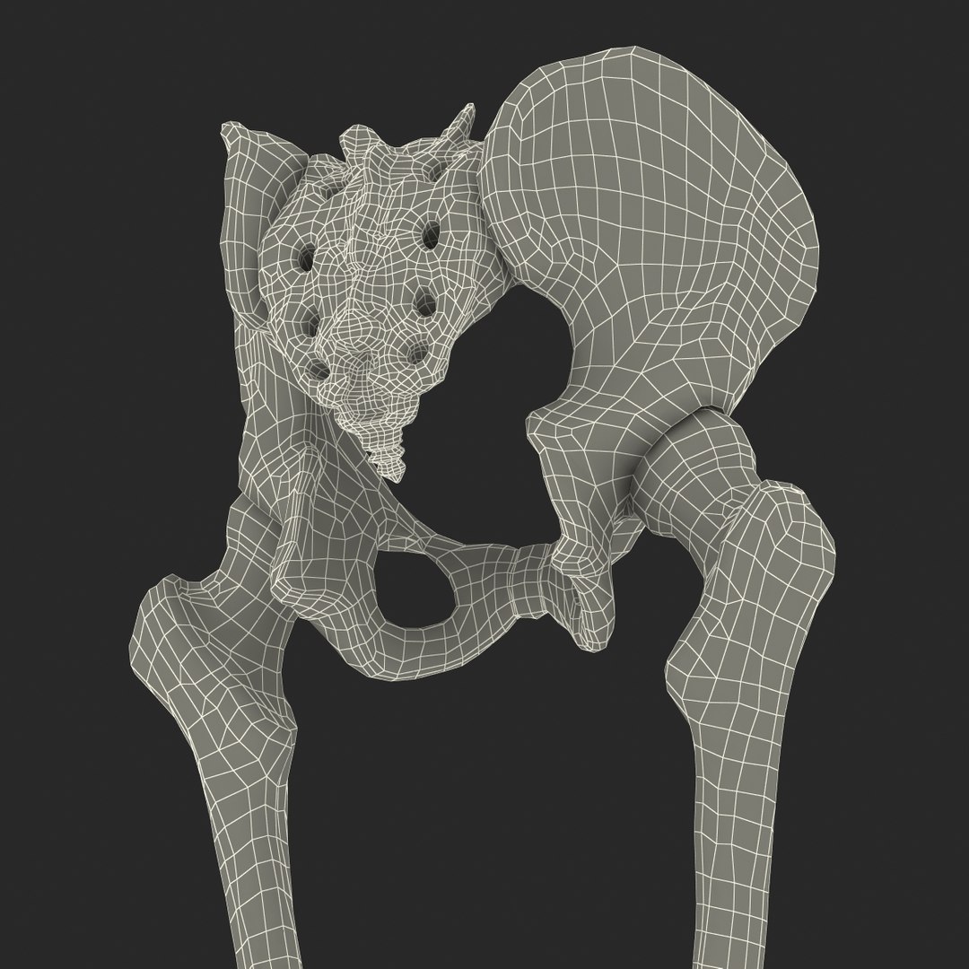 3ds human male lower body skeleton https://p.turbosquid.com/ts-thumb/aX/2V4Qf0/er1KsaWy/humanmalelowerbodyskeleton3dmodel37/jpg/1459957672/1920x1080/fit_q87/6d1ed56aef69d0d4f08b55eec3b651d34eaef8ca/humanmalelowerbodyskeleton3dmodel37.jpg