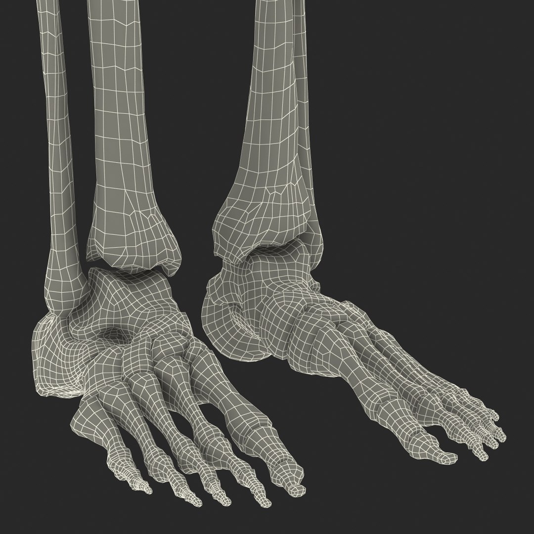 3ds human male lower body skeleton https://p.turbosquid.com/ts-thumb/aX/2V4Qf0/jdD3KQ2s/humanmalelowerbodyskeleton3dmodel40/jpg/1459957672/1920x1080/fit_q87/5ffbaee3c9c3e719390f24fd048c07ee6b6940f8/humanmalelowerbodyskeleton3dmodel40.jpg