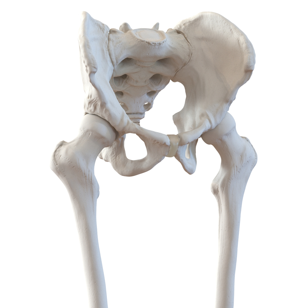 3ds human male lower body skeleton