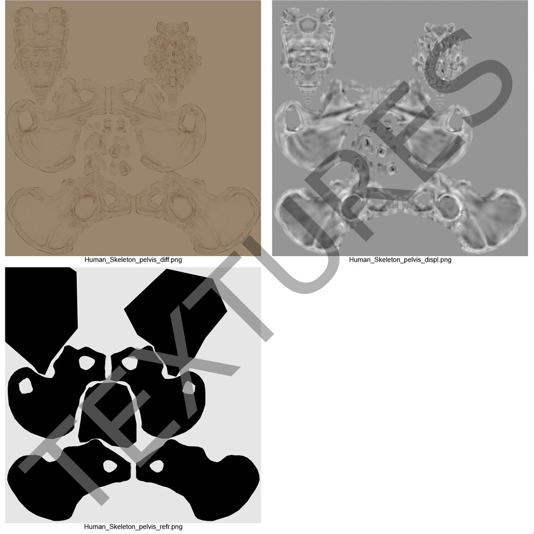 3ds human male lower body skeleton https://p.turbosquid.com/ts-thumb/aX/2V4Qf0/qG39enzw/humanmalelowerbodyskeleton3dmodel29/jpg/1459957671/1920x1080/fit_q87/6a6b8bf41d8aa5b73d49769e71fbcab80c52a9e8/humanmalelowerbodyskeleton3dmodel29.jpg