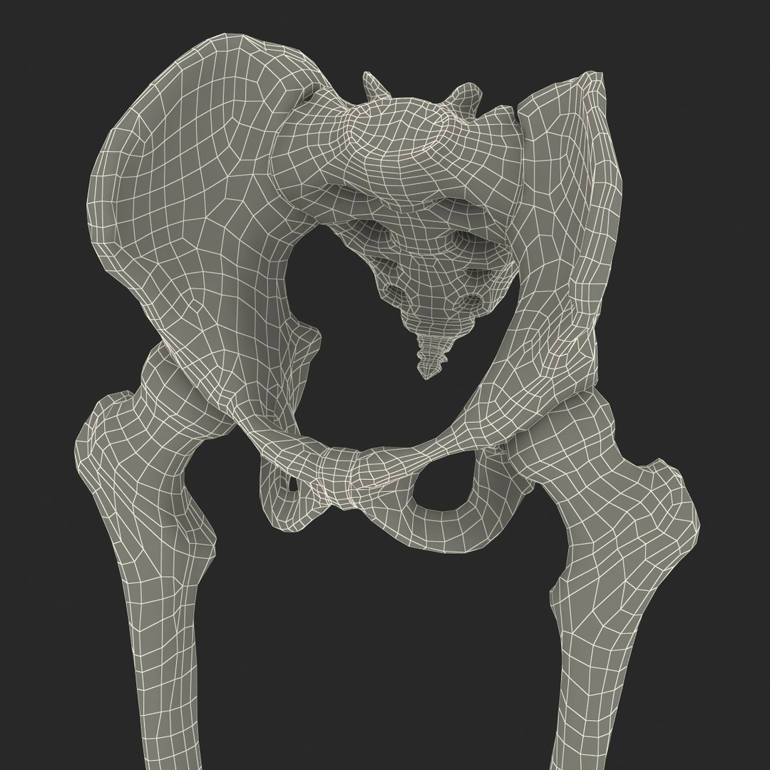 3ds human male lower body skeleton https://p.turbosquid.com/ts-thumb/aX/2V4Qf0/slbjToHh/humanmalelowerbodyskeleton3dmodel36/jpg/1459957672/1920x1080/fit_q87/d14b6d3dee90ad5effc71e308e1cbd901c934d64/humanmalelowerbodyskeleton3dmodel36.jpg