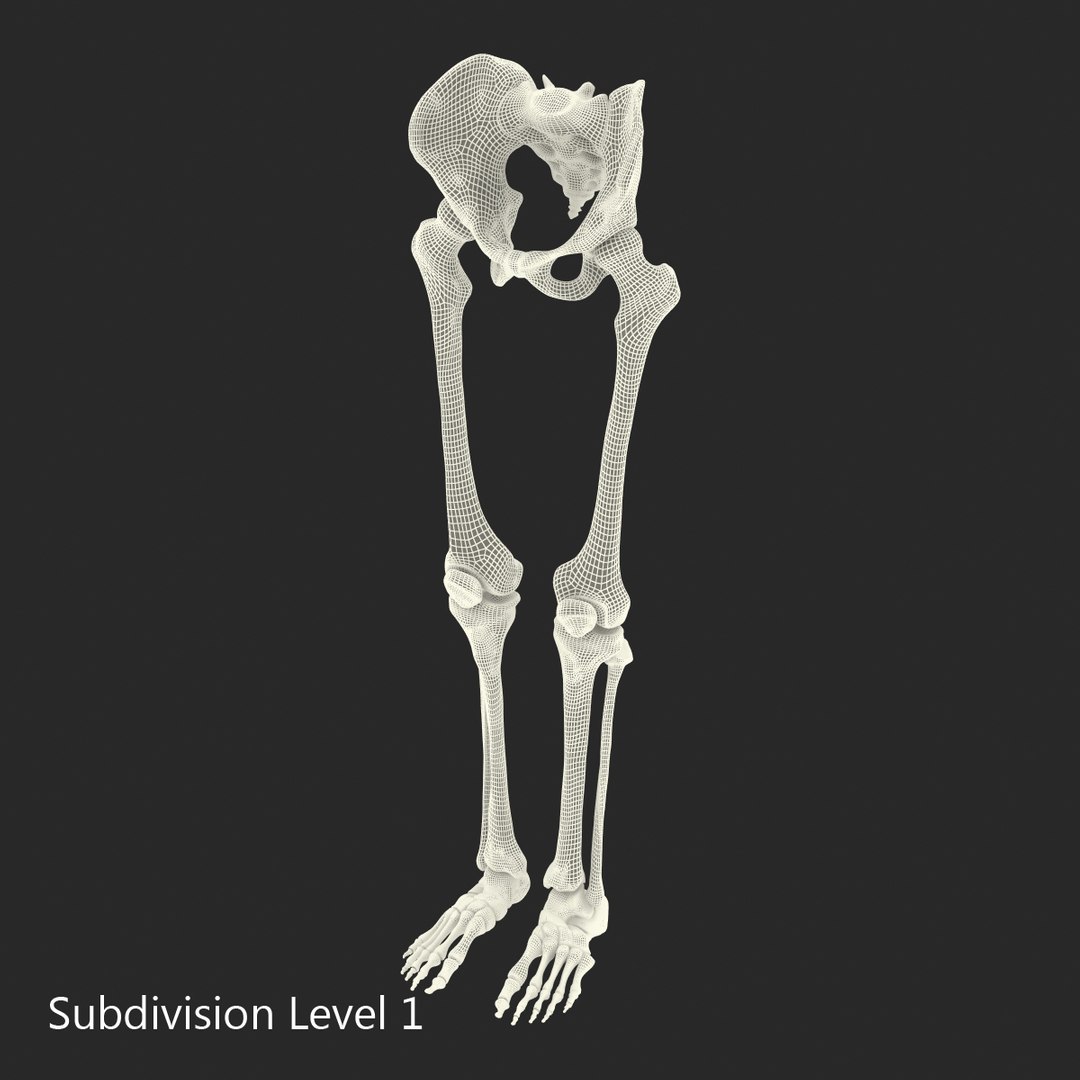 3ds human male lower body skeleton https://p.turbosquid.com/ts-thumb/aX/2V4Qf0/wJ5xldHJ/humanmalelowerbodyskeleton3dmodel23/jpg/1459957671/1920x1080/fit_q87/b9bbeef8ea5d0535eae34ba5ba545cf0f4cc45ba/humanmalelowerbodyskeleton3dmodel23.jpg