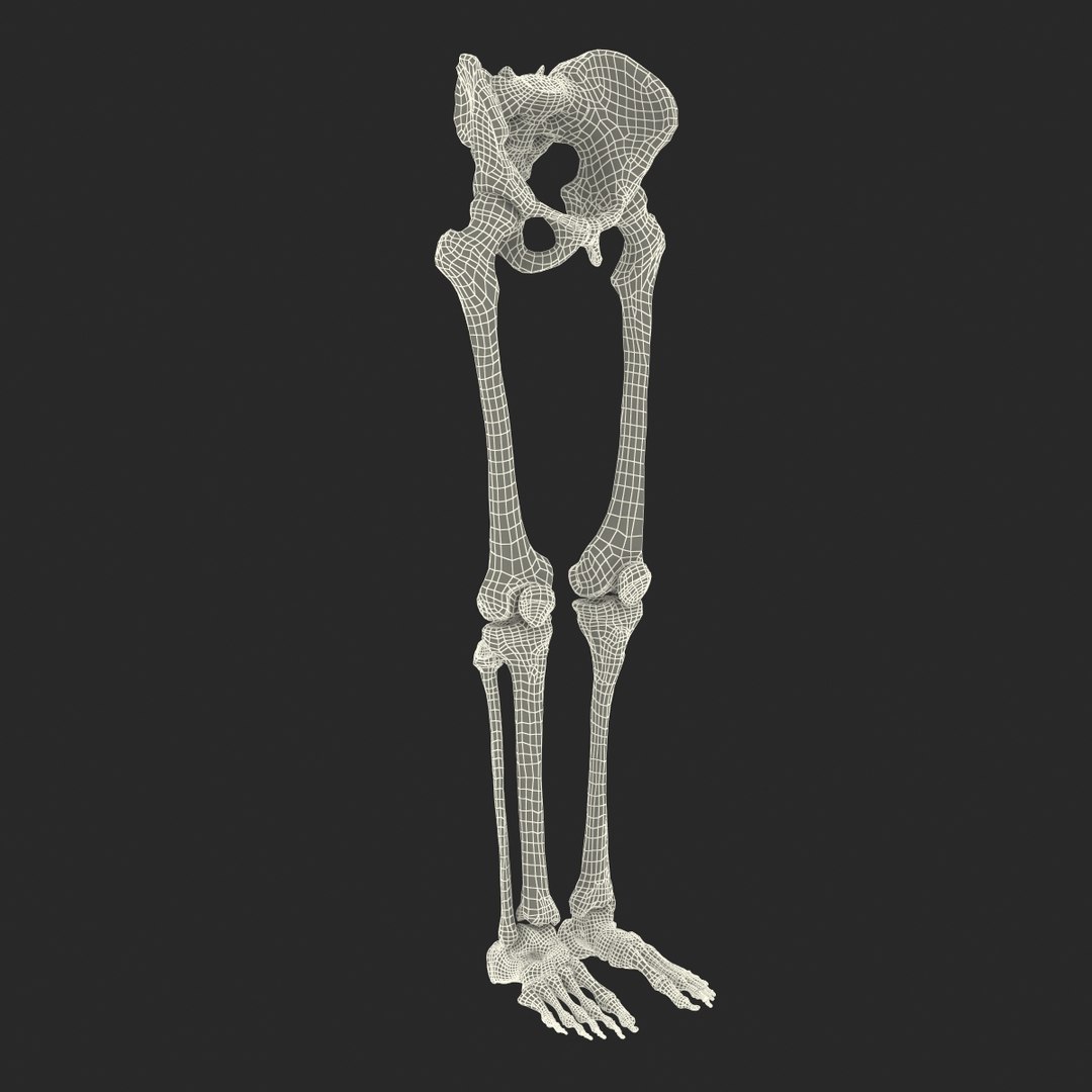 3ds human male lower body skeleton https://p.turbosquid.com/ts-thumb/aX/2V4Qf0/yYULW82u/humanmalelowerbodyskeleton3dmodel31/jpg/1459957671/1920x1080/fit_q87/e26a5d9677fdc56816b38ee4c6f7b65edca45f38/humanmalelowerbodyskeleton3dmodel31.jpg