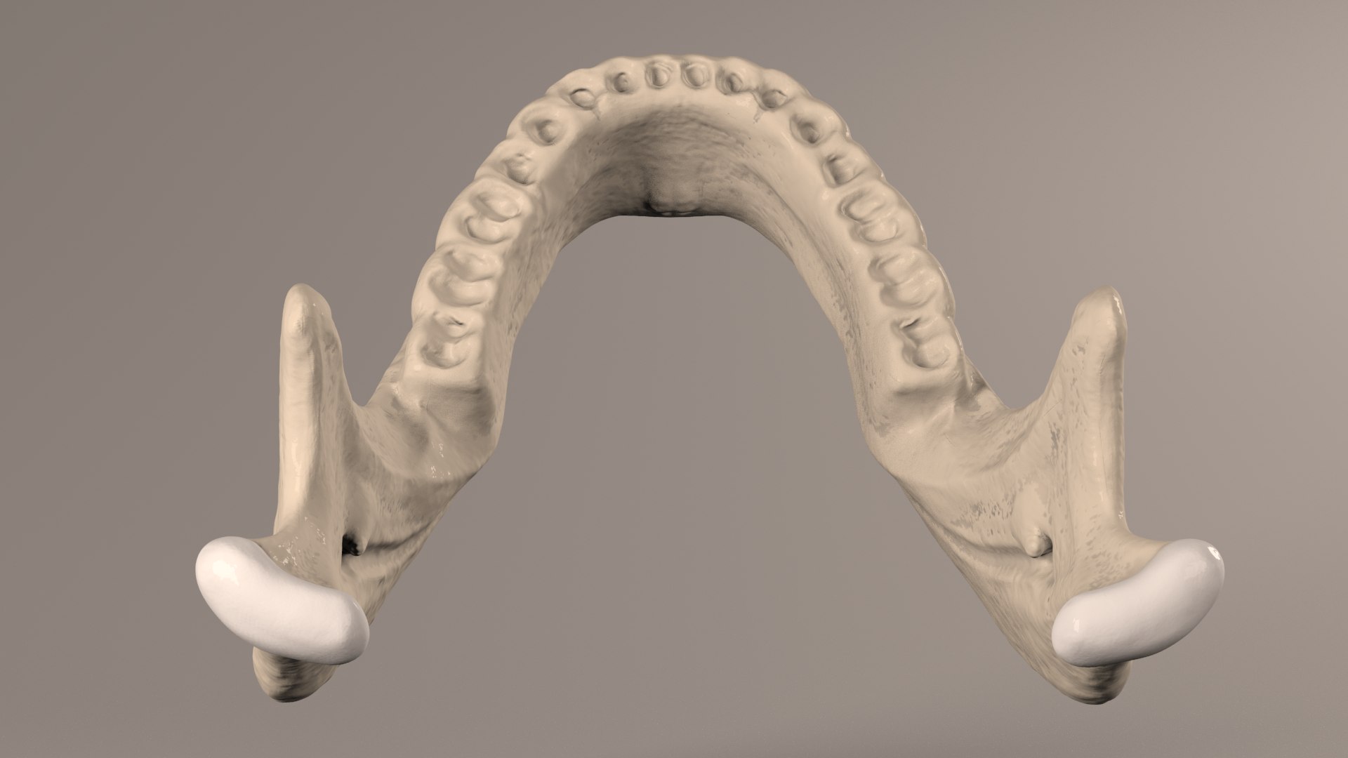 Lower Jaw With Lower Teeth Model - TurboSquid 1909201