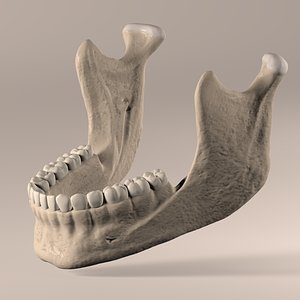 Lower Jaw with Lower Teeth model
