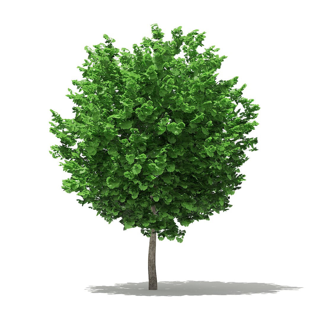 ginkgo tree biloba 3 3D https://p.turbosquid.com/ts-thumb/aX/Hhpl2P/3T99OyfR/cgaxis_models_76_25a/jpg/1499369745/1920x1080/fit_q87/6cbb299d48ba2e5e0a69ee72e5988da448bffb26/cgaxis_models_76_25a.jpg