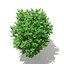 Árbol de Ginkgo (Ginkgo biloba) 3.6m