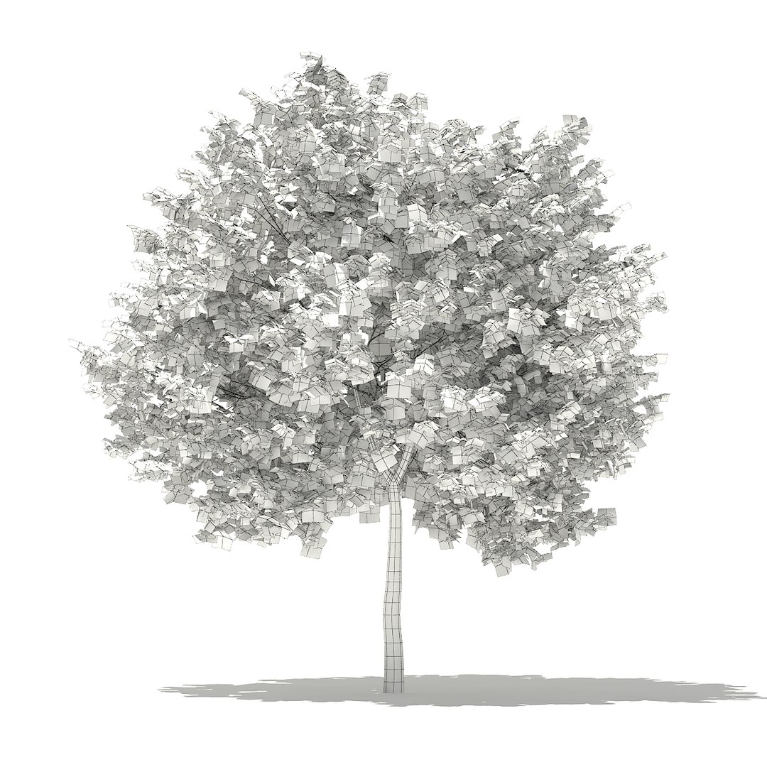 ginkgo tree biloba 3 3D https://p.turbosquid.com/ts-thumb/aX/Hhpl2P/ugZdE2o6/cgaxis_models_76_25bgrid/jpg/1499369745/1920x1080/fit_q87/b1195f22d60bce541e121962f18d22d68f92ce9a/cgaxis_models_76_25bgrid.jpg