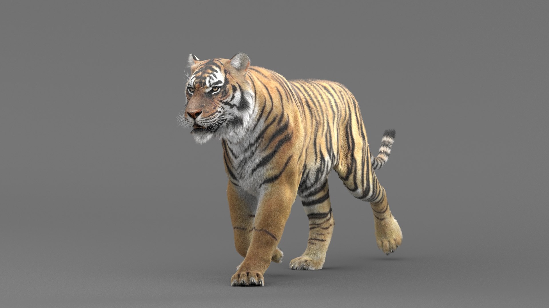 Realistic rigged tiger fur 3D model - TurboSquid 1435994