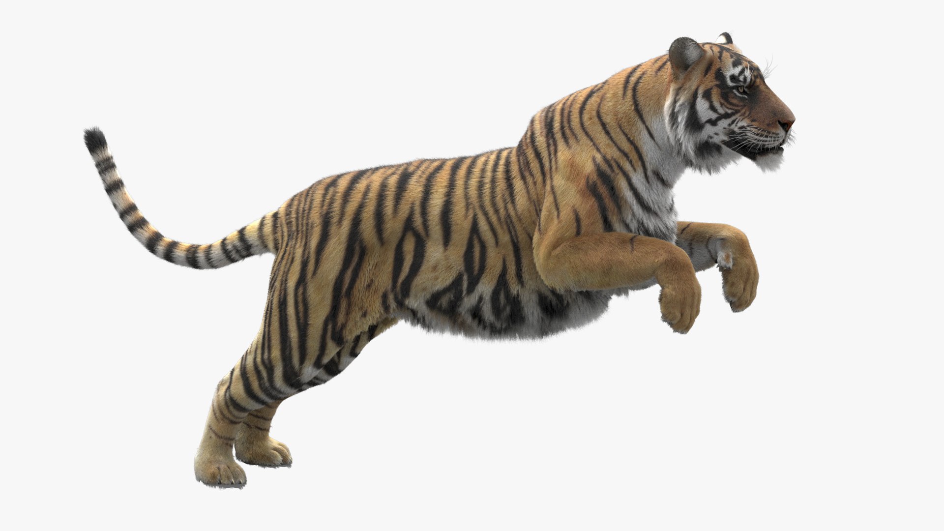 Realistic Tiger 3d Model