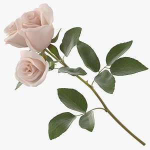 Spray Rose