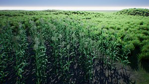 Corn