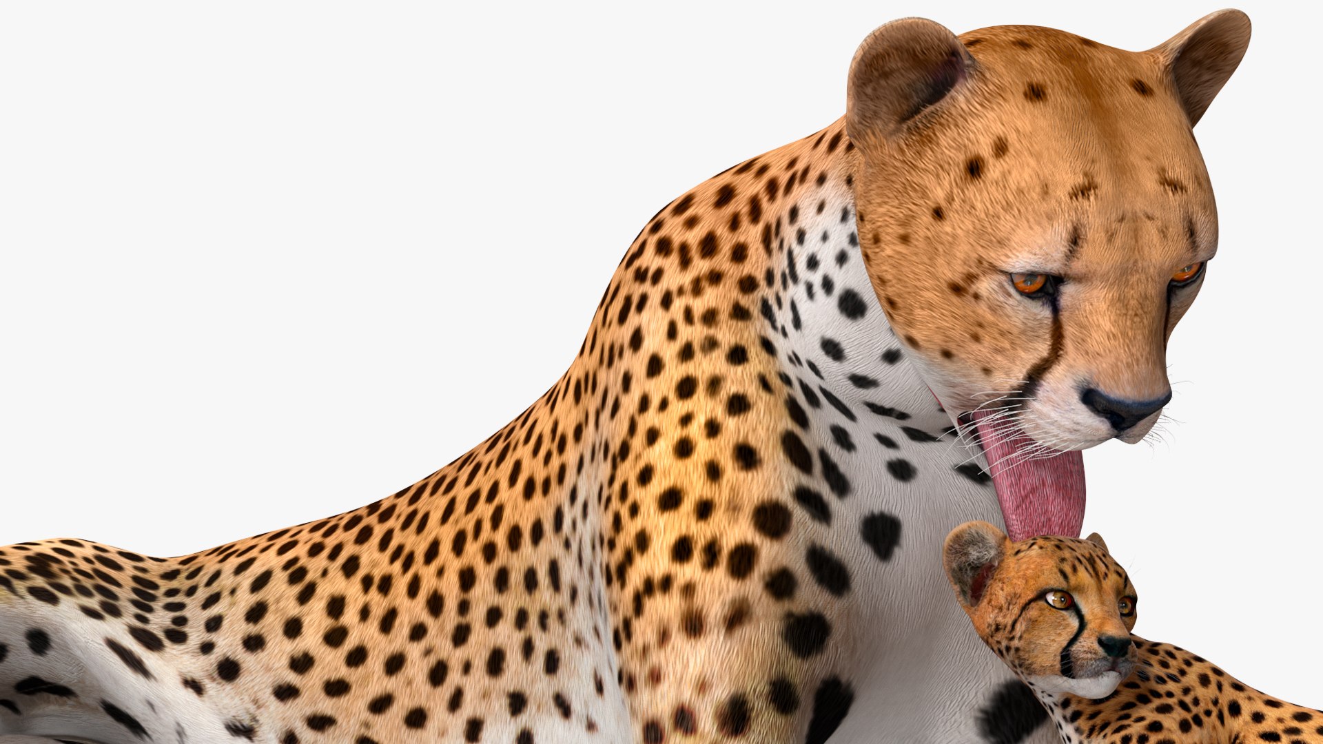 3D model Cheetah Mother and Cub Lying Down https://p.turbosquid.com/ts-thumb/aX/W0xgMS/1b/cheetah_mother_and_cub_lying_down_012/jpg/1741512043/1920x1080/fit_q87/1ccaf8405110ad333fde2f6b062be03025b0f612/cheetah_mother_and_cub_lying_down_012.jpg
