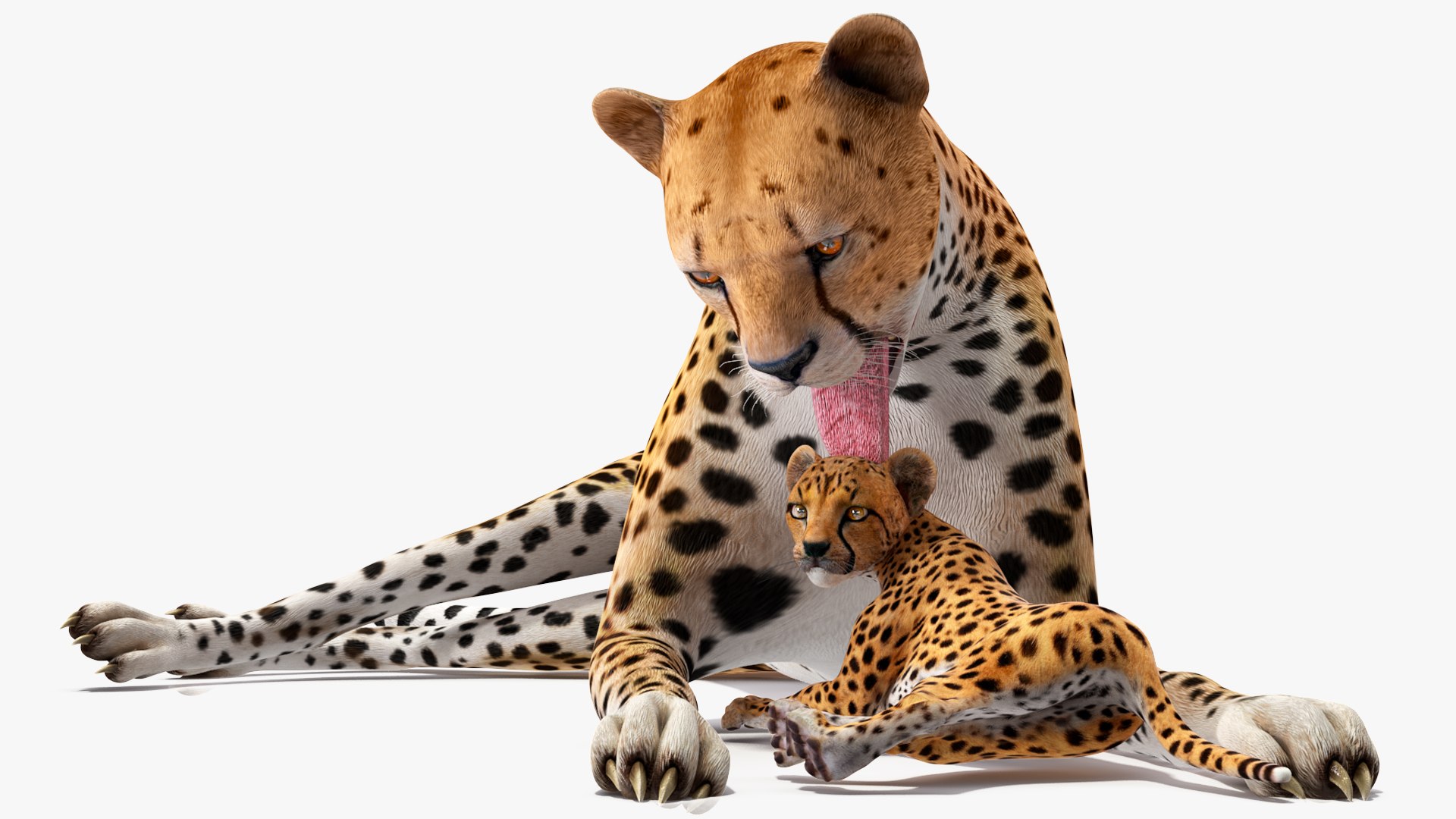 3D model Cheetah Mother and Cub Lying Down https://p.turbosquid.com/ts-thumb/aX/W0xgMS/4Q/cheetah_mother_and_cub_lying_down_009/jpg/1741512031/1920x1080/fit_q87/68237169f88b7fcd42630490fd7c7c889f7ddc08/cheetah_mother_and_cub_lying_down_009.jpg