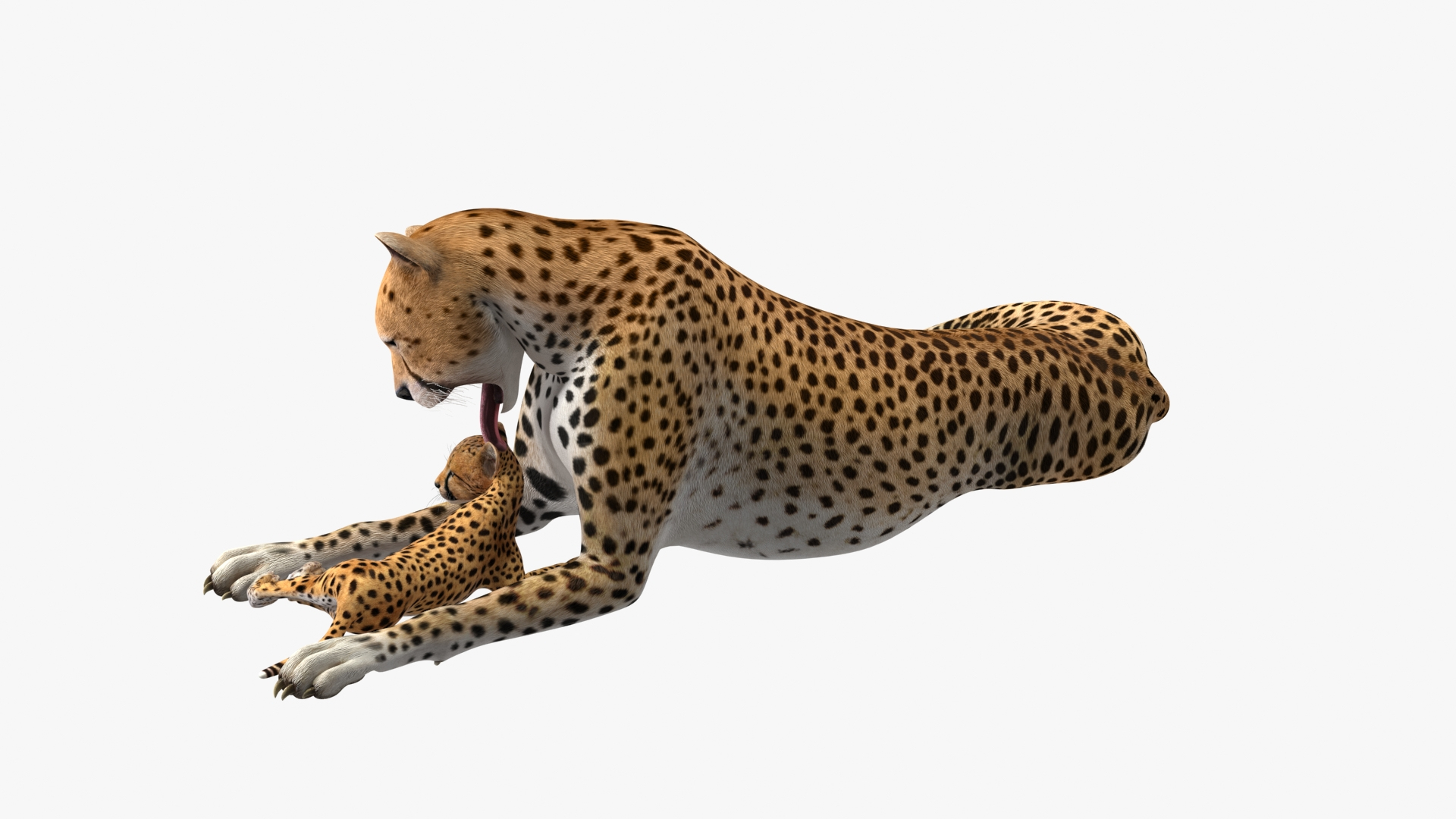 3D model Cheetah Mother and Cub Lying Down https://p.turbosquid.com/ts-thumb/aX/W0xgMS/87/cheetah_mother_and_cub_lying_down_360/jpg/1741511765/1920x1080/turn_fit_q99/f007c32734ef7b9d819f154ce4186152c4452640/cheetah_mother_and_cub_lying_down_360-1.jpg