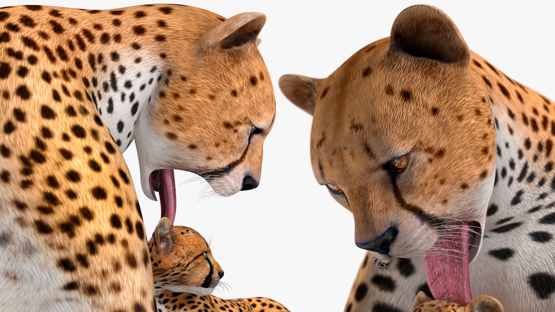 3D model Cheetah Mother and Cub Lying Down https://p.turbosquid.com/ts-thumb/aX/W0xgMS/Ab/cheetah_mother_and_cub_lying_down_014/jpg/1741512051/1920x1080/fit_q87/78fec68a8eaa6c4e72b93fb7f62708f4a2be554e/cheetah_mother_and_cub_lying_down_014.jpg