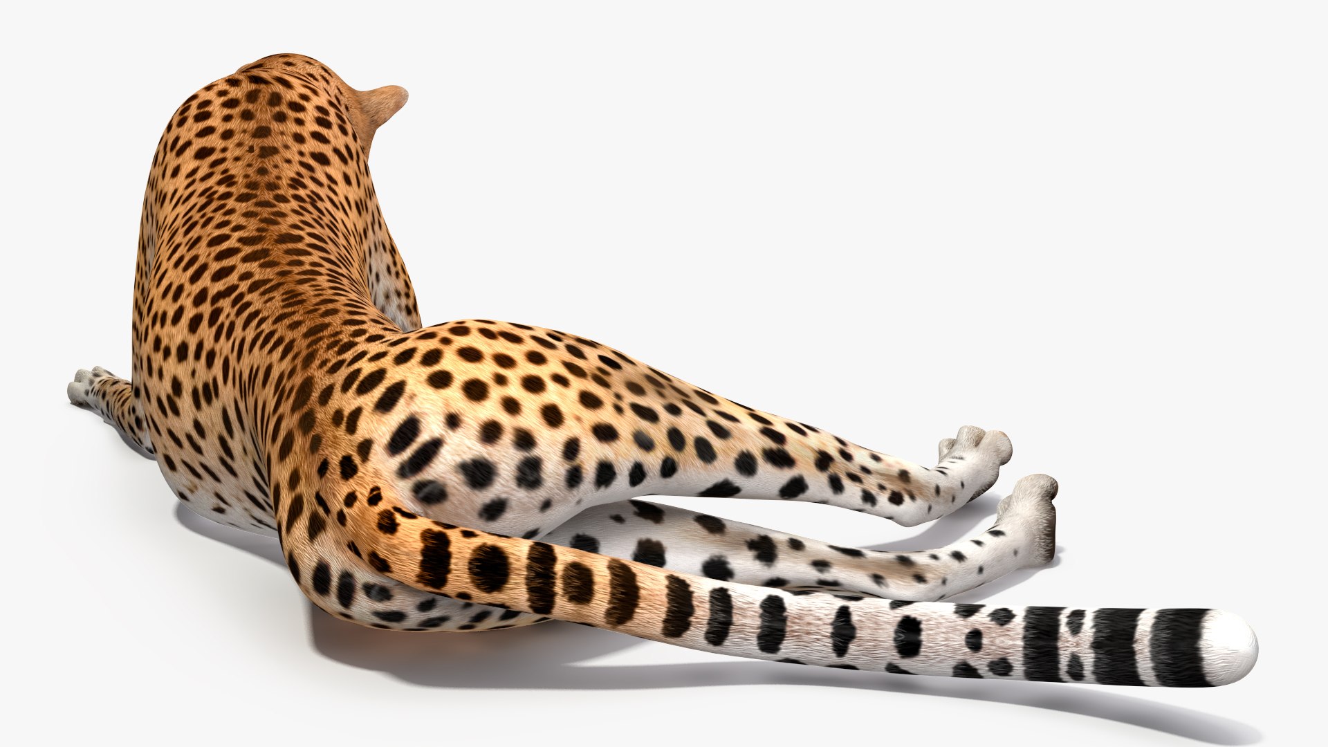 3D model Cheetah Mother and Cub Lying Down https://p.turbosquid.com/ts-thumb/aX/W0xgMS/FR/cheetah_mother_and_cub_lying_down_008/jpg/1741512027/1920x1080/fit_q87/5b8c2087d30321943f252b61e3073c86da22645b/cheetah_mother_and_cub_lying_down_008.jpg