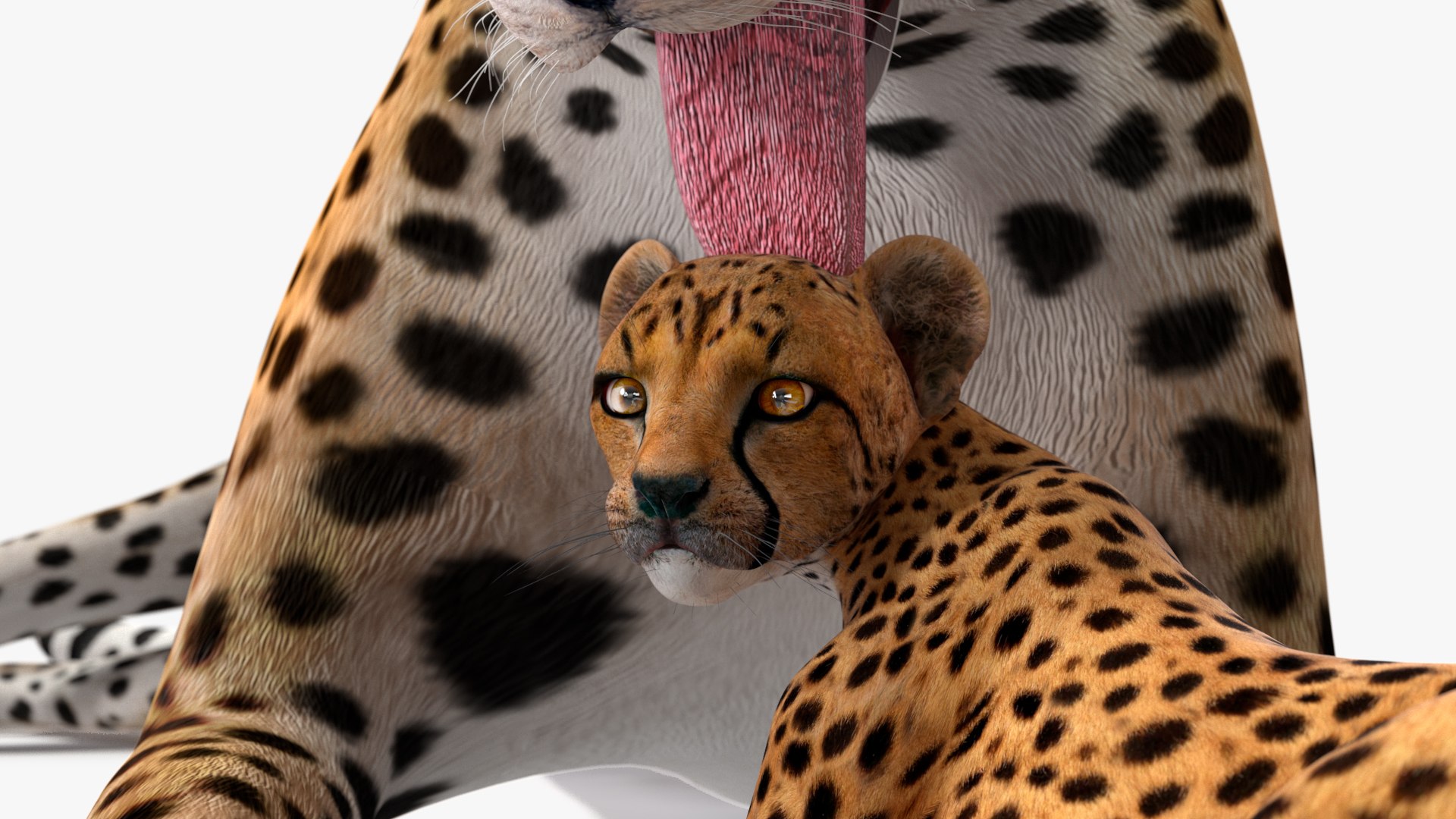 3D model Cheetah Mother and Cub Lying Down https://p.turbosquid.com/ts-thumb/aX/W0xgMS/Fq/cheetah_mother_and_cub_lying_down_018/jpg/1741512067/1920x1080/fit_q87/5e51dd25cefb02fa0defd806f536156d45d4664d/cheetah_mother_and_cub_lying_down_018.jpg