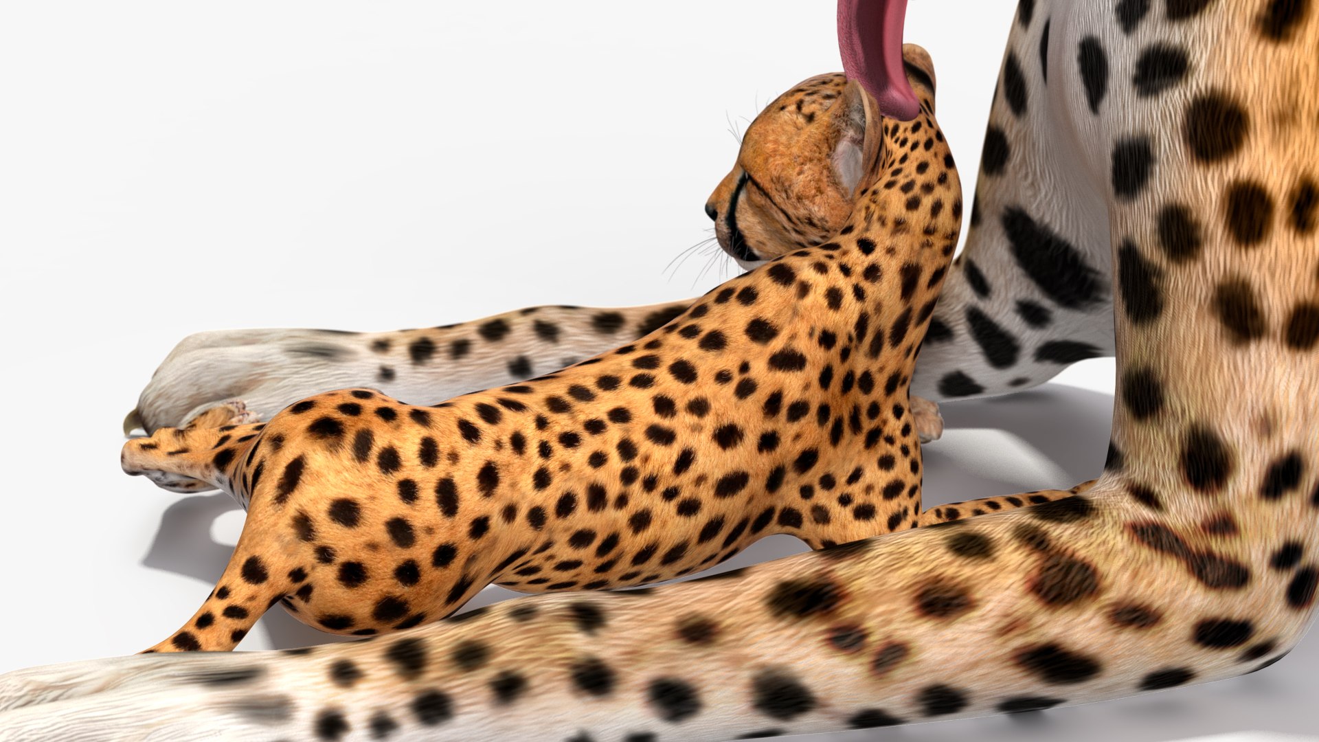 3D model Cheetah Mother and Cub Lying Down https://p.turbosquid.com/ts-thumb/aX/W0xgMS/Gq/cheetah_mother_and_cub_lying_down_017/jpg/1741512063/1920x1080/fit_q87/086848a6556fe7d376bd999e60b563c130bef793/cheetah_mother_and_cub_lying_down_017.jpg