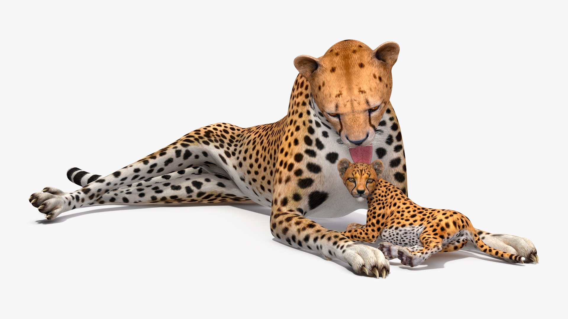 3D model Cheetah Mother and Cub Lying Down https://p.turbosquid.com/ts-thumb/aX/W0xgMS/OL/cheetah_mother_and_cub_lying_down_007/jpg/1741512024/1920x1080/fit_q87/dee351ced182de959206596e0c0e48787d500fb8/cheetah_mother_and_cub_lying_down_007.jpg