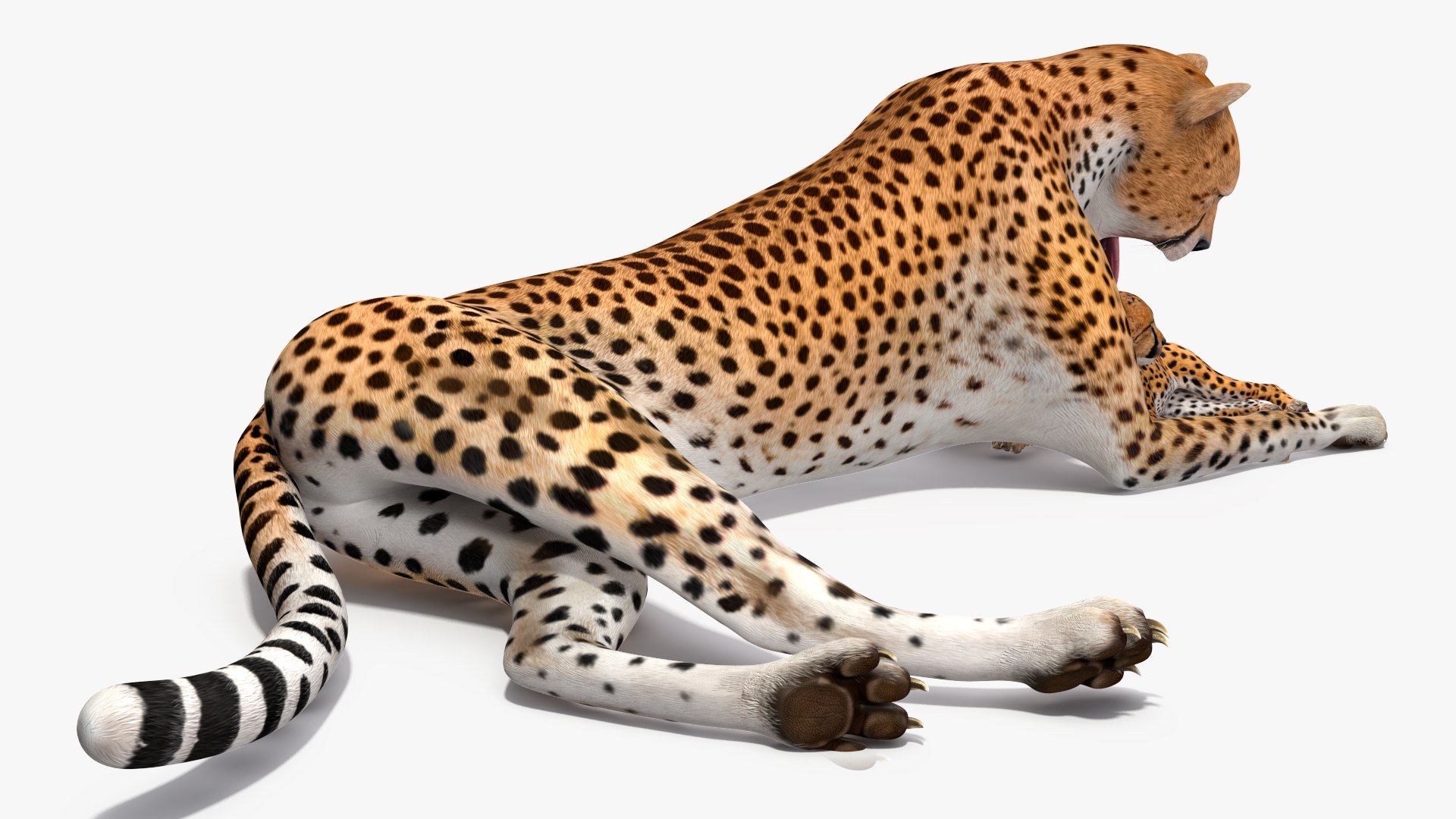 3D model Cheetah Mother and Cub Lying Down https://p.turbosquid.com/ts-thumb/aX/W0xgMS/VE/cheetah_mother_and_cub_lying_down_010/jpg/1741512035/1920x1080/fit_q87/44d6ff49ca753626cc3e2e74eff040f1a69f136b/cheetah_mother_and_cub_lying_down_010.jpg