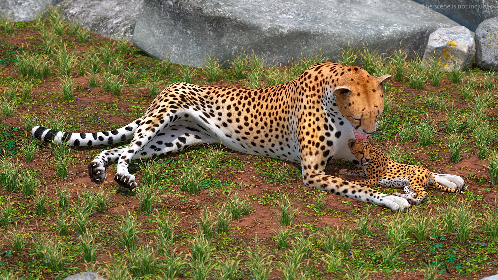 3D model Cheetah Mother and Cub Lying Down https://p.turbosquid.com/ts-thumb/aX/W0xgMS/aW/cheetah_mother_and_cub_lying_down_002/jpg/1741511998/1920x1080/fit_q87/ac1efcf66ca5a4b36d8464445a3bf9182b3e1d7c/cheetah_mother_and_cub_lying_down_002.jpg