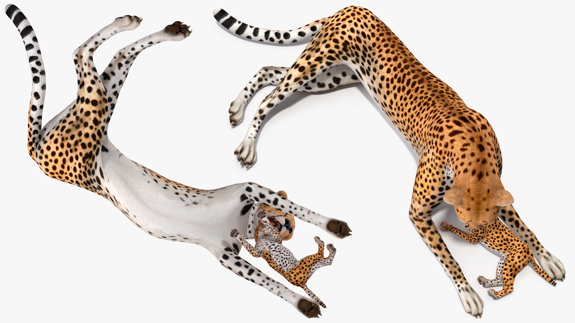 3D model Cheetah Mother and Cub Lying Down https://p.turbosquid.com/ts-thumb/aX/W0xgMS/ft/cheetah_mother_and_cub_lying_down_011/jpg/1741512039/1920x1080/fit_q87/c0c1abf2f51e778efa5a71d7715e1103afd6dbf1/cheetah_mother_and_cub_lying_down_011.jpg