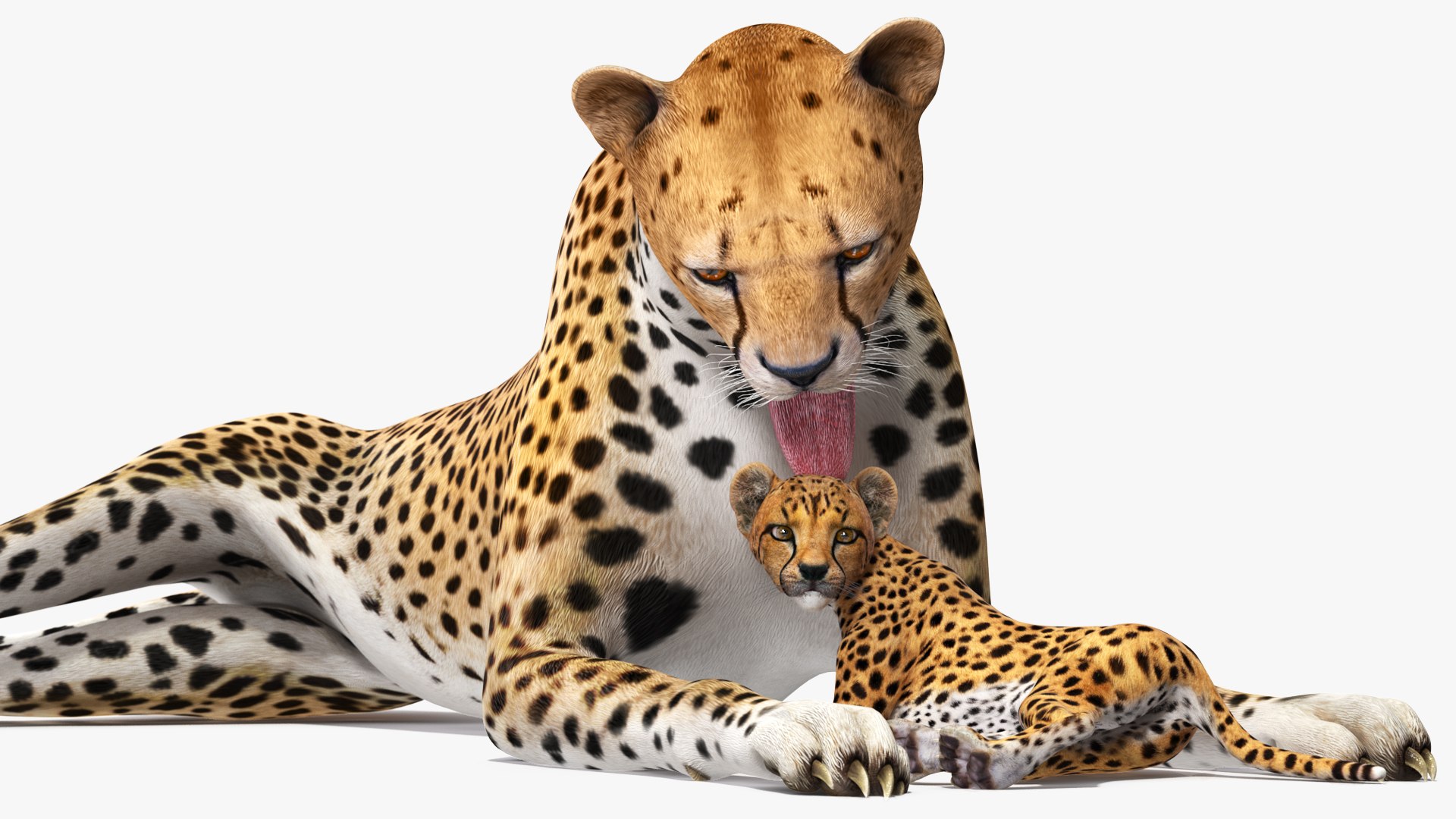 3D model Cheetah Mother and Cub Lying Down https://p.turbosquid.com/ts-thumb/aX/W0xgMS/iY/cheetah_mother_and_cub_lying_down_001/jpg/1741511760/1920x1080/fit_q87/0e944f2a4d3273628f92093ad4fc6d745e0330b0/cheetah_mother_and_cub_lying_down_001.jpg